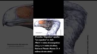 Argentavis sabiasque faunasalvaje faunaextinta [upl. by Gregoor]