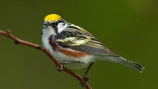 Birding Warblers [upl. by Eirelav]