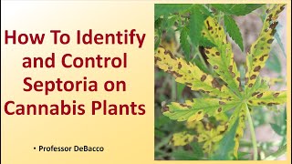 How To Identify and Control Septoria on Cannabis Plants [upl. by Ahsenal]