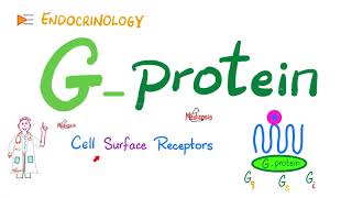 GProtein amp GProteinCoupled Receptors GPCR  Cell Surface Receptor  Physiology  Endocrinology [upl. by Enak]