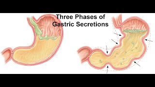 Three Phases of Gastric Secretion [upl. by Mainis]