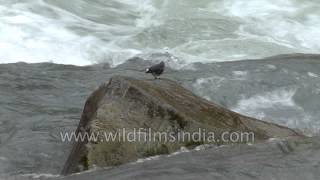 Plumbeous Redstart along a gushing Kashmir torrent [upl. by Iveksarap]