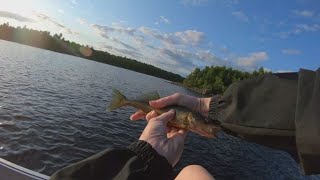 ISLAND Camping and Catching WALLEYE In Baskatong PART I [upl. by Ahseikal]