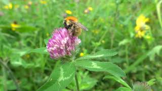 A feeding bee [upl. by Jentoft]