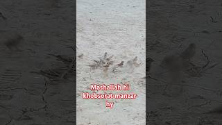 Sparrow birds feeding alquran youtubeshorts birdfeeding arsalhussain514 viralshorts viralvideo [upl. by Leacock677]