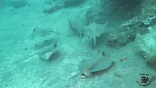 Blue Spotted Stingray Party [upl. by Hna]