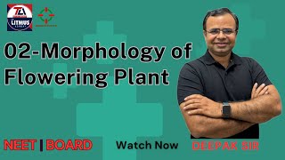 Morphology of Flowering Plants I 11 CLASS NCERT BASED I NEET BASED Morphology of Flowering Plants [upl. by Elohc158]