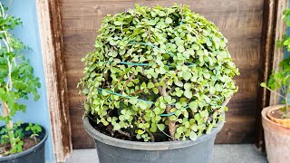 Jade plant ball dome shape topiary [upl. by Assirahc970]