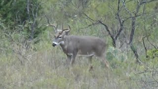 Deer Hunting In West Texas The Rut Is In Full Swing Nice Buck Stepped out [upl. by Poul]