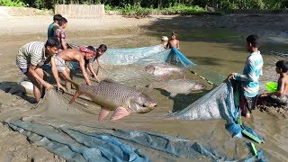 Fish Catching In Mud Water Pond Using The fishing Net [upl. by Dibrin]