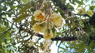 Blooming Flowers of DurianDurio Zibethinus [upl. by Aninotna]