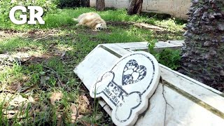 Así es el cementerio para perros de GDL [upl. by Nade]