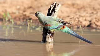 Mulga Parrot [upl. by Hamel]