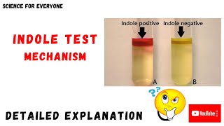 Indole Test Mechanism  Procedure  Principle  Chemical Reactions [upl. by Fawnia]