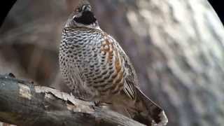 Korean forest in spring displaying Hazel Grouse Tetrastes bonasia 2 [upl. by Ahsenak]