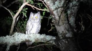 Birding in the Eastern Cape South Africa  African Scops Owl [upl. by Dolphin]