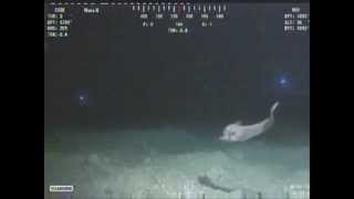 Deepsea Creatures around the Macondo Well  Part 1 [upl. by Hilly]