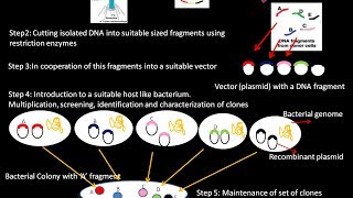 Genomic Library Definition and Steps in the Construction of Genomic Library [upl. by Halivah]