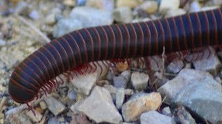 Millipede walking  crawling with legs moving [upl. by Oberon]