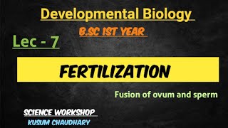 Fertilization  Fusion of egg and sperm  Developmental Biology  Bsc 1st year  Kusum [upl. by Yzeerb]