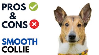 Smooth Collie Pros and Cons  Smooth Collie Advantages and Disadvantages [upl. by Leach482]