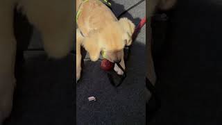 Scot want play by himself baby cutebaby goldenretrieverfun doglover [upl. by Ynatsyd241]