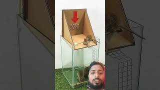 Rats Ka Boxmousetrap pets bucketmousetrap rattrap rat mouserat cute rattletrap squirrel [upl. by Deenya]