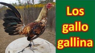 LOS GALLO GALLINA [upl. by Naanac]