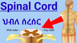 How Spinal Cord Works ascending tractsdescending tracts ህብለ ሰረሰር የአንጎል ክፍል እንዴት ይሰራል spinalcord [upl. by Mccormick679]