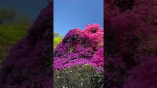 A walk through the Leonardslee Rock Garden in spring during lockdown [upl. by Morly]