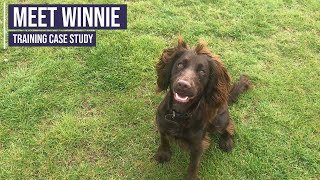 Obedience training for a working Cocker Spaniel puppy [upl. by Joo]