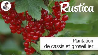 Comment planter des cassissiers et des groseilliers à grappes [upl. by Kay]