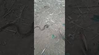 ahas snake wildlife nature ytshorts ytshortviral ytvideoes [upl. by Darreg87]