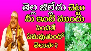 తెల్ల జిల్లేడు చెట్టు మీ ఇంటి ముందు పెంచితే ఏమవుతుందో తెలుసా  Dr Machiraju Venugopal [upl. by Eciened]