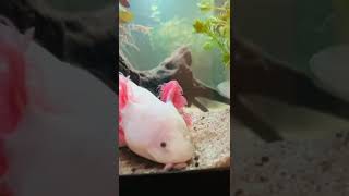 Axolotl uber slow motion [upl. by Kent]