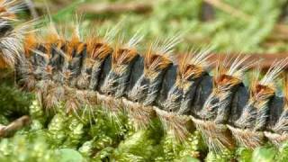 Larvae of Thaumetopoea pityocampa [upl. by Lindsley]