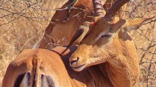 Symbiotic Relationship Oxpecker Cleaning Impala at Kruger National Park [upl. by Nassi]