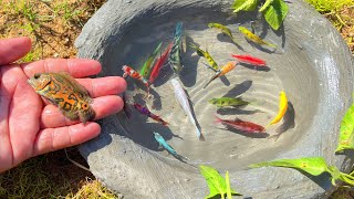 Capture and observe animals color betta fish radtang spadefish molly tetra oranda koi angel [upl. by Esdnyl463]