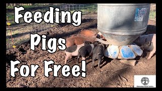 Free Pig Feed  Save BIG Money On Feeding Pastured Pigs [upl. by Susumu]