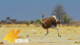 4K Ostrich the Flightless Bird  African Wildlife Documentary Film with Narration [upl. by Ayikin]