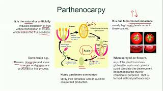 Parthenocarpy  Plant Reproduction  Biology [upl. by Ardnuahs203]