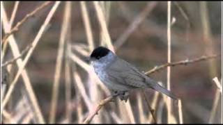 Blackcap Bird Call Bird Song [upl. by Manly]