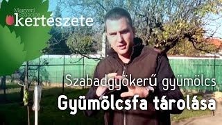 Szabadgyökerű gyümölcsfa tárolása  Gyümölcsfa csemete ültetése [upl. by Umeko]