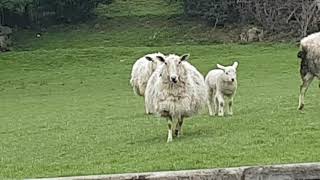 Sheep Baaing On A Farm In Great Britain [upl. by Tutto594]