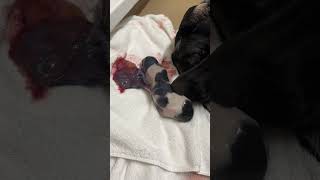 The Miracle Of Birth Puppy Being Born [upl. by Warden]