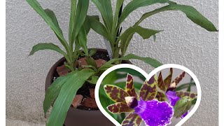 Zygopetalum Replante e Dicas de rega e luminosidade [upl. by Asli]