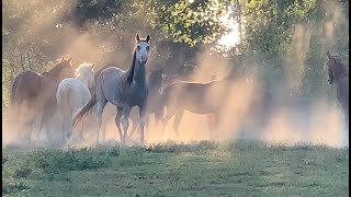 Muleshoe Ranch MS [upl. by Enahsed]