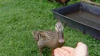 Laufente Ente frisst Schnecke aus der Hand  Indian running duck Duck eats snail out of the hand [upl. by Purdum]