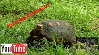 TORTUGA DE PATAS ROJAS O MORROCOY REDLEGGED TORTOISE OR MORROCOY [upl. by Ahsirtap852]