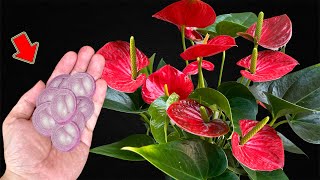 Put A Little At The Base Of A Weak Anthurium And It Will Bloom Immediately [upl. by Eluk]